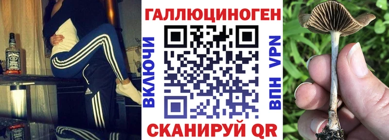 Псилоцибиновые грибы Psilocybine cubensis  Лахденпохья 